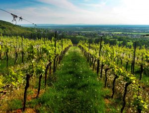 Weinberge Klaus Simon